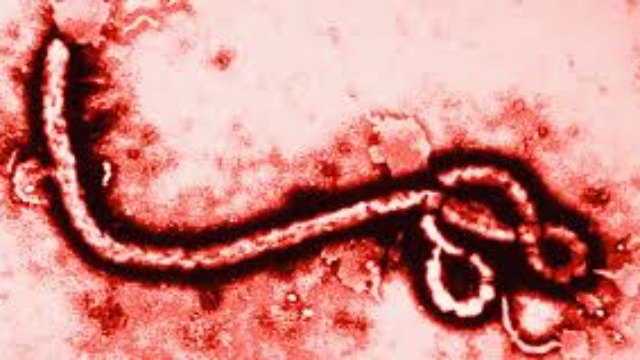 ebola-virus-graphical